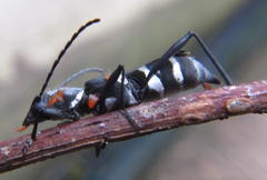 Obscuropterus melanargyrea