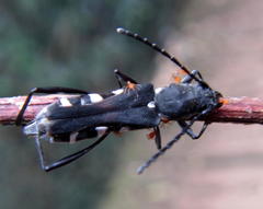 Obscuropterus melanargyrea