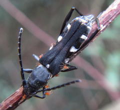 Obscuropterus melanargyrea