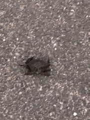 Carcinus maenas