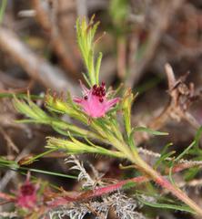 Diastella proteoides