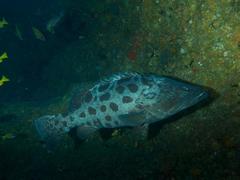 Epinephelus tukula