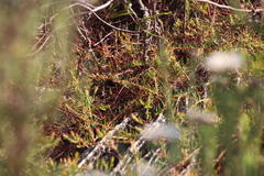 Diastella proteoides