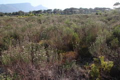 Diastella proteoides