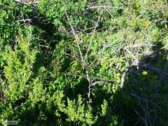 Searsia laevigata laevigata