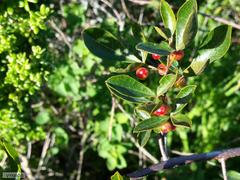 Searsia laevigata laevigata