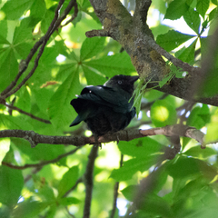 Corvus monedula