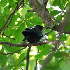 Corvus monedula
