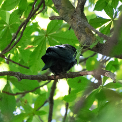 Corvus monedula
