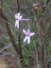 Cyphia volubilis volubilis