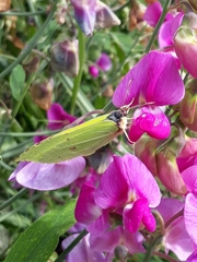 Gonepteryx rhamni