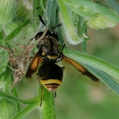 Hoplitimyia mutabilis