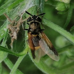 Hoplitimyia mutabilis