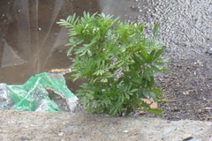Tanacetum vulgare