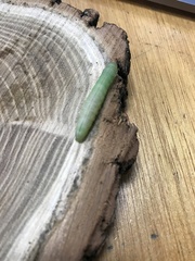 Peridea angulosa