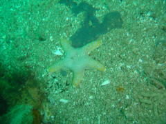 Callopatiria formosa