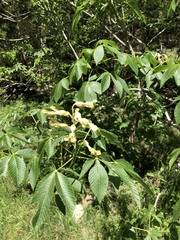 Aesculus pavia flavescens