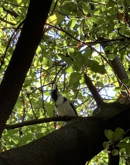 Aphelocoma californica