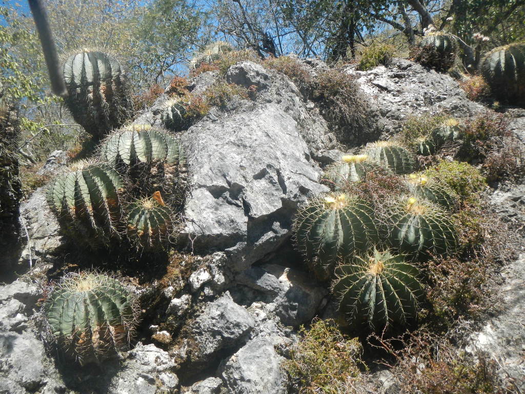 Foto di cactus barile glaucoFoto di cactus barile glauco  