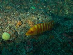 Anchichoerops natalensis