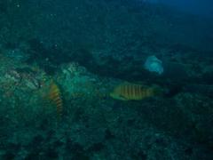 Anchichoerops natalensis