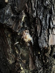 Dendroctonus