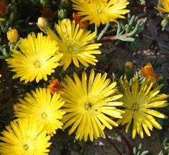 Lampranthus explanatus