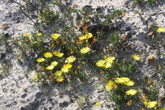 Lampranthus explanatus