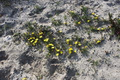 Lampranthus explanatus