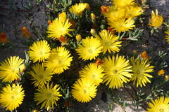 Lampranthus explanatus