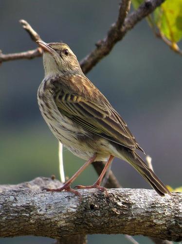 Striped Pipit