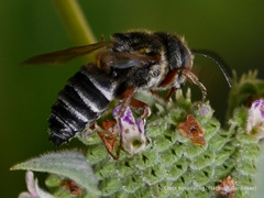 Coelioxys octodentatus