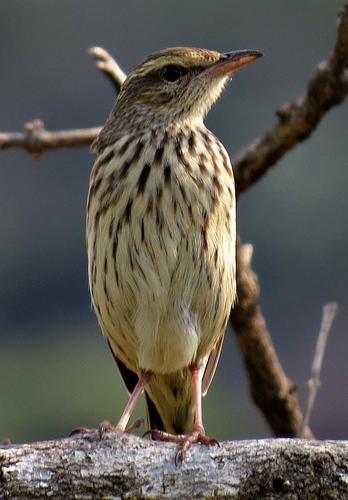 Striped Pipit