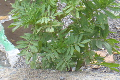 Tanacetum vulgare