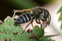 Coelioxys octodentatus