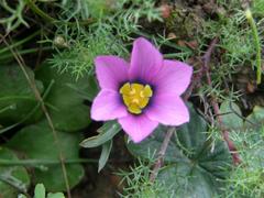 Moraea barnardiella
