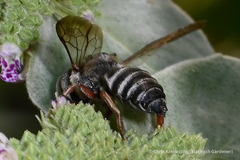 Coelioxys octodentatus