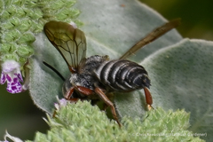 Coelioxys octodentatus