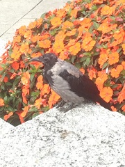 Corvus cornix