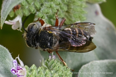 Coelioxys octodentatus