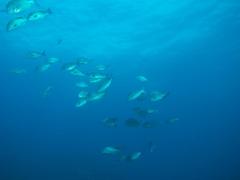 Plectorhinchus chubbi