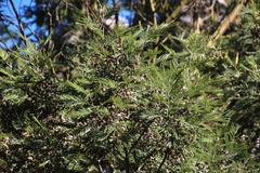 Dasineura rubiformis
