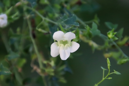 Snapdragon Vine
