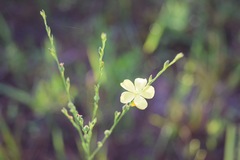 Linum floridanum