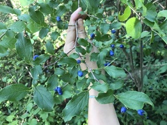 Symplocos paniculata