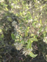 Alternanthera echinocephala