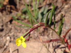 Camissonia strigulosa
