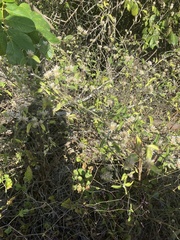 Alternanthera echinocephala