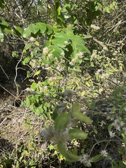 Alternanthera echinocephala