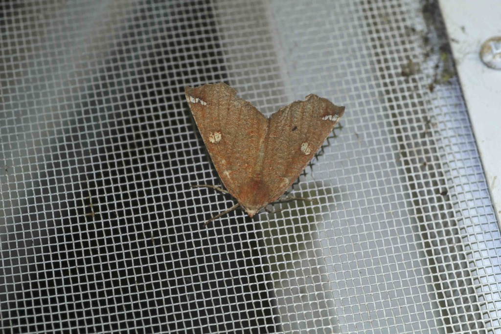 Synnomos narangia